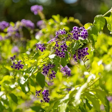 Raffael Вилласимиус