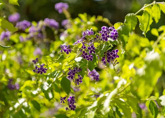 Raffael Вилласимиус